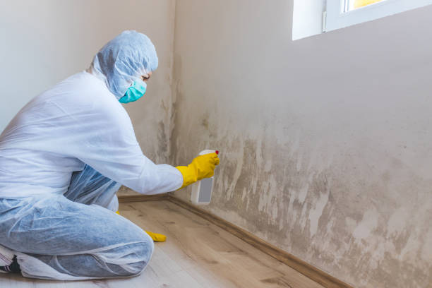 Licensed Black Mold Removal service in Moshannon, PA - WQB Mold Removal