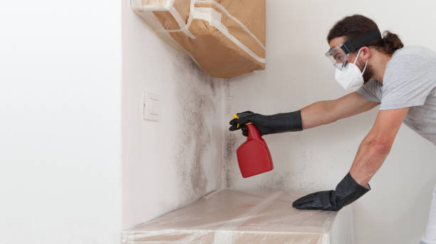 Professional Black Mold Removal technician working in Moshannon, PA
