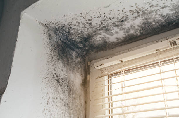 Affordable Black Mold Removal solutions in Moshannon, PA